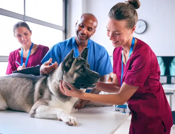 smiling veterinary professionals checking a dog who is covered by pet insurance from Vireya